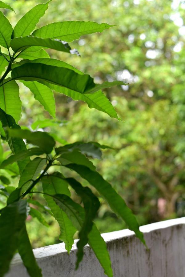 Steps Backpackers Hostel Colombo Exterior foto